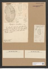 Plagiodiscus nervatus Grun. (de-Toni-Nr.: Genus 56, Species 2423) Zeichnungen Sammlung Grunow Nr. 4878 (NHMW-BOT-W0373065)